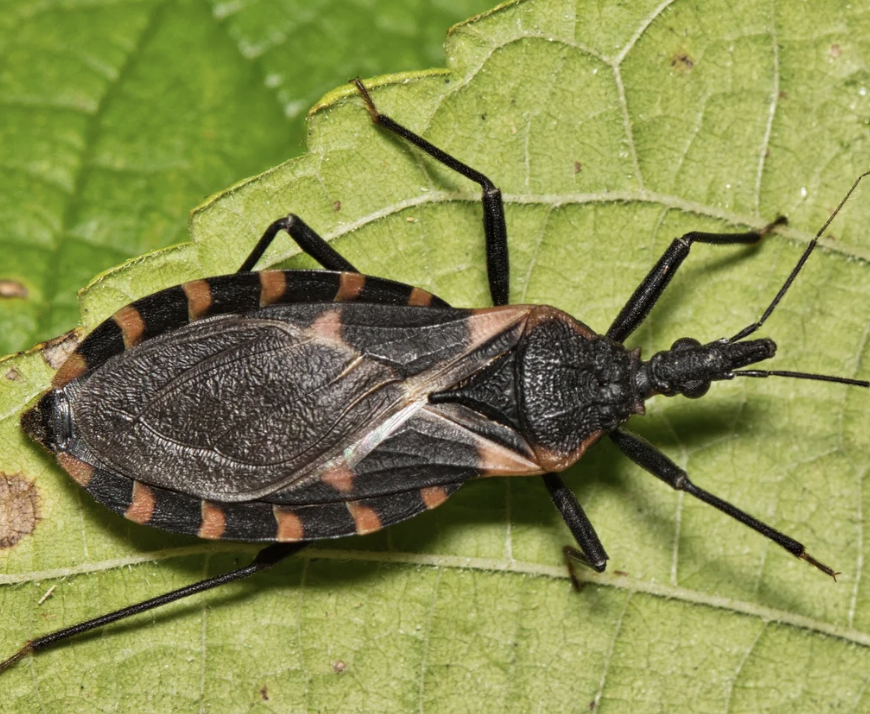 Little bugs carry big diseases. Photo courtesy of The Guardian.