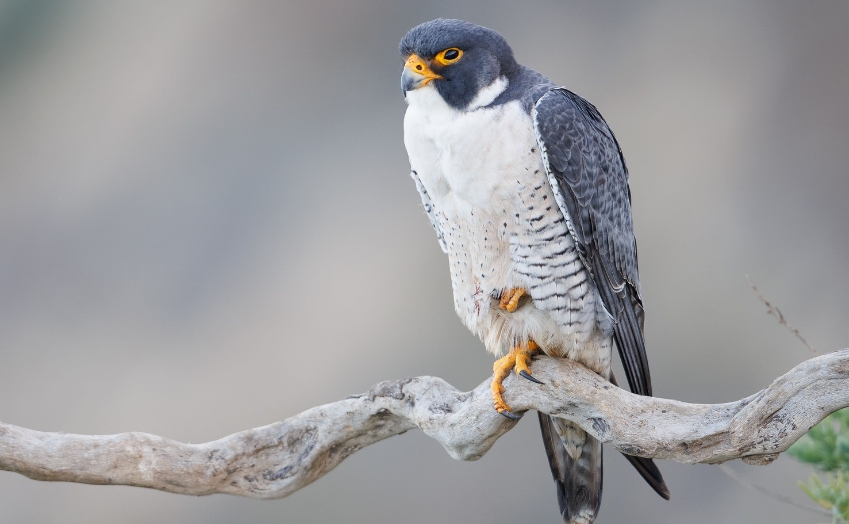 A peregrine falcon perched on a a tree limb. Photo courtesy of binocularbase.com.